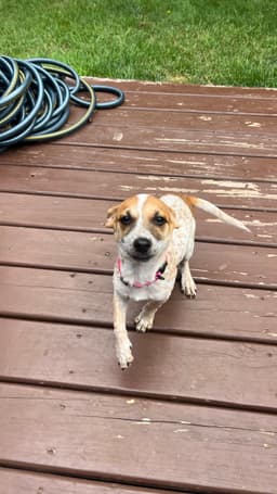 Lola image 3