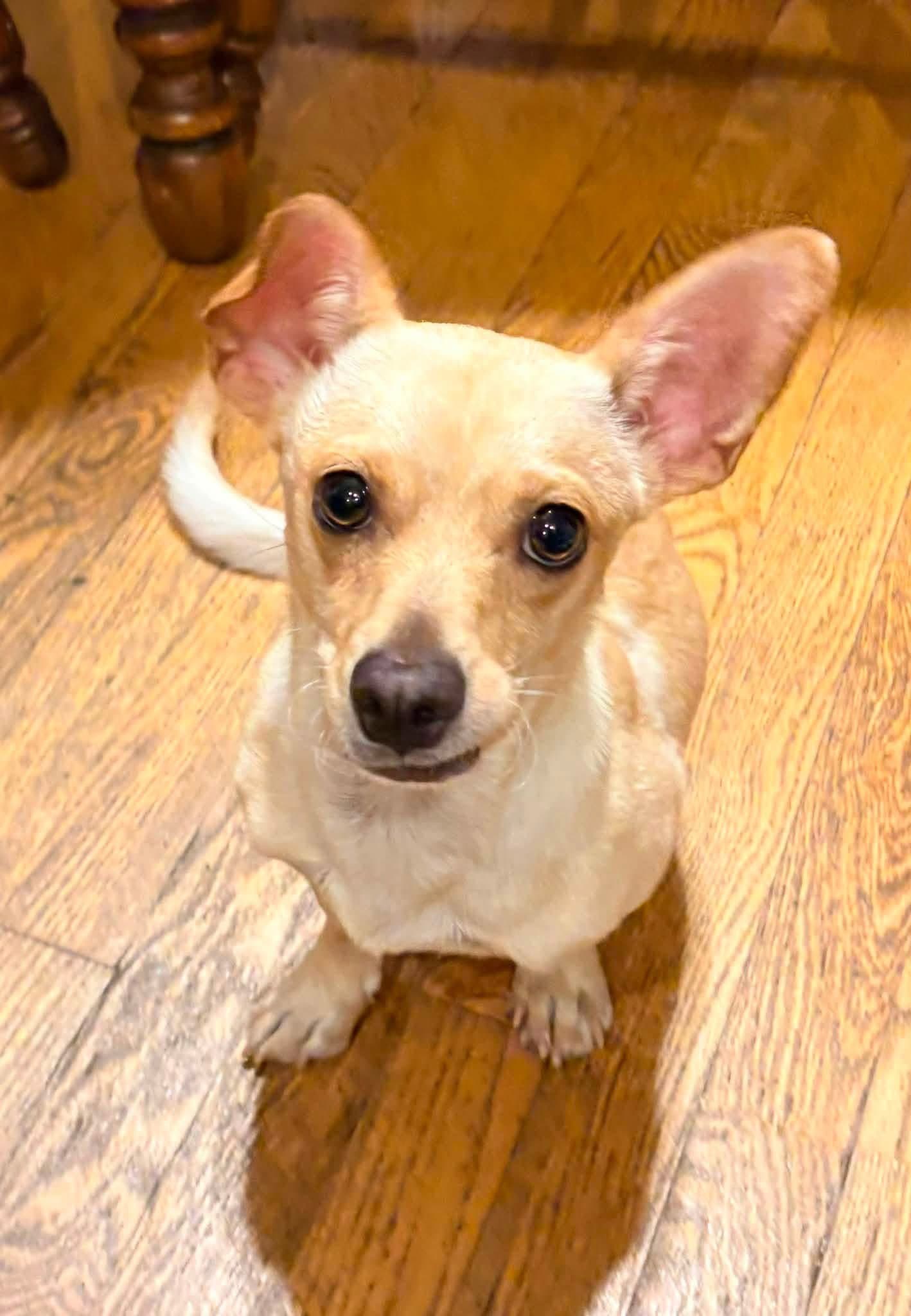 Calvin - Chihuahua