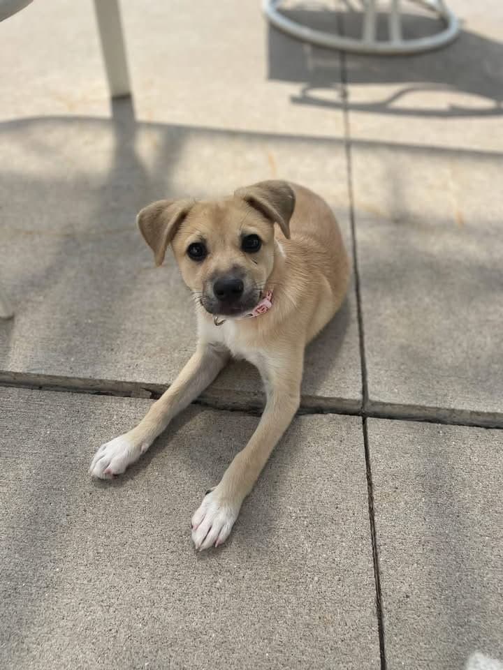 Fizz - Terrier