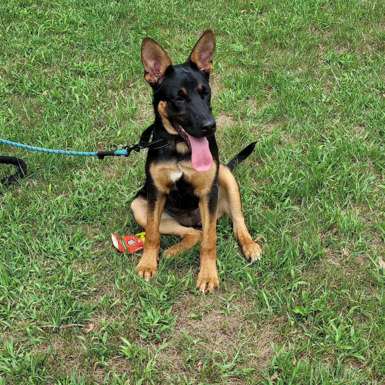 Riley - German Shepherd Dog