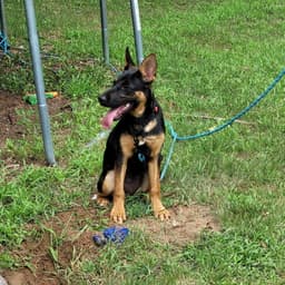 Riley image 2
