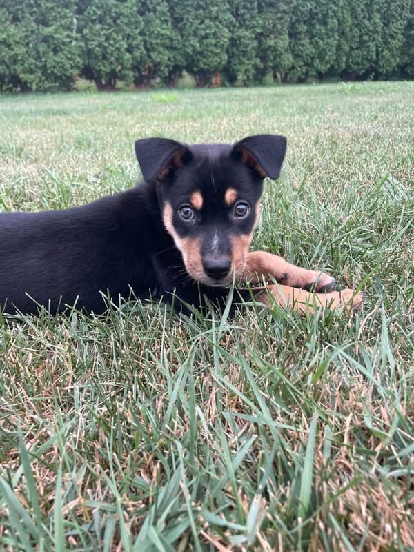 Jack Jack - Rottweiler