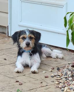 Ralphie image 1