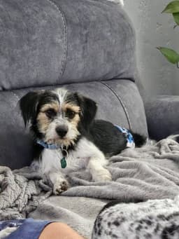 Ralphie image 2