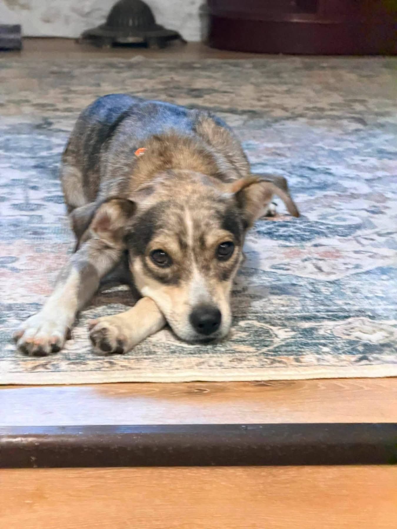 Ringo - Terrier