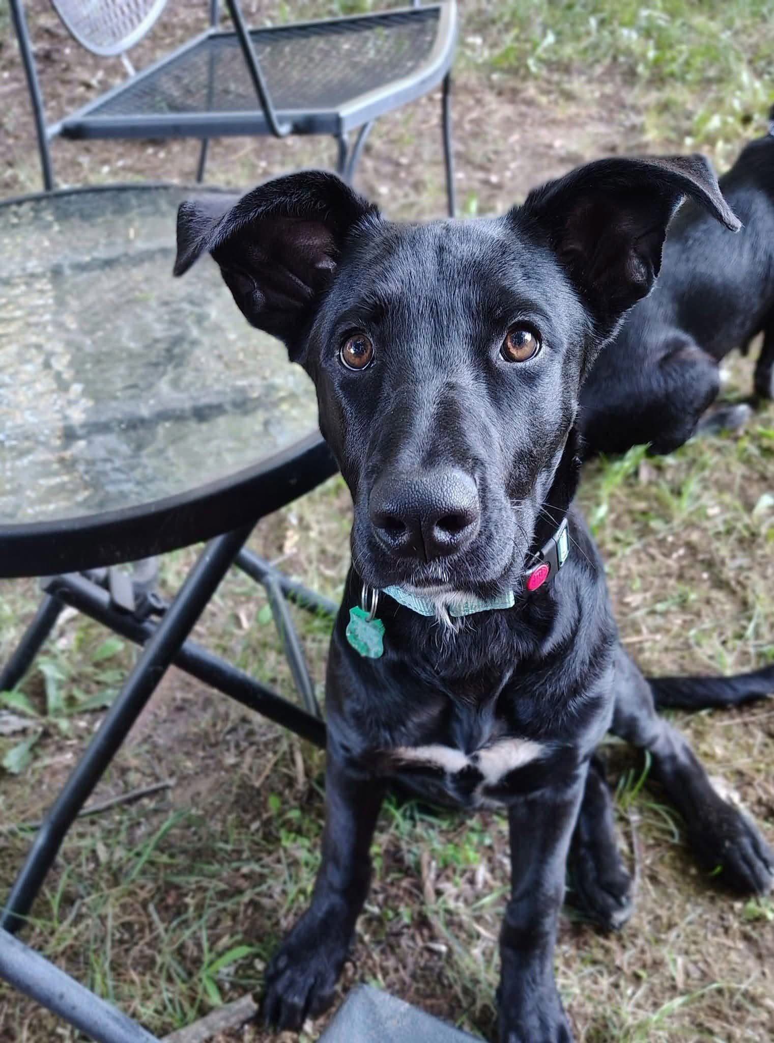 Ella - Labrador Retriever