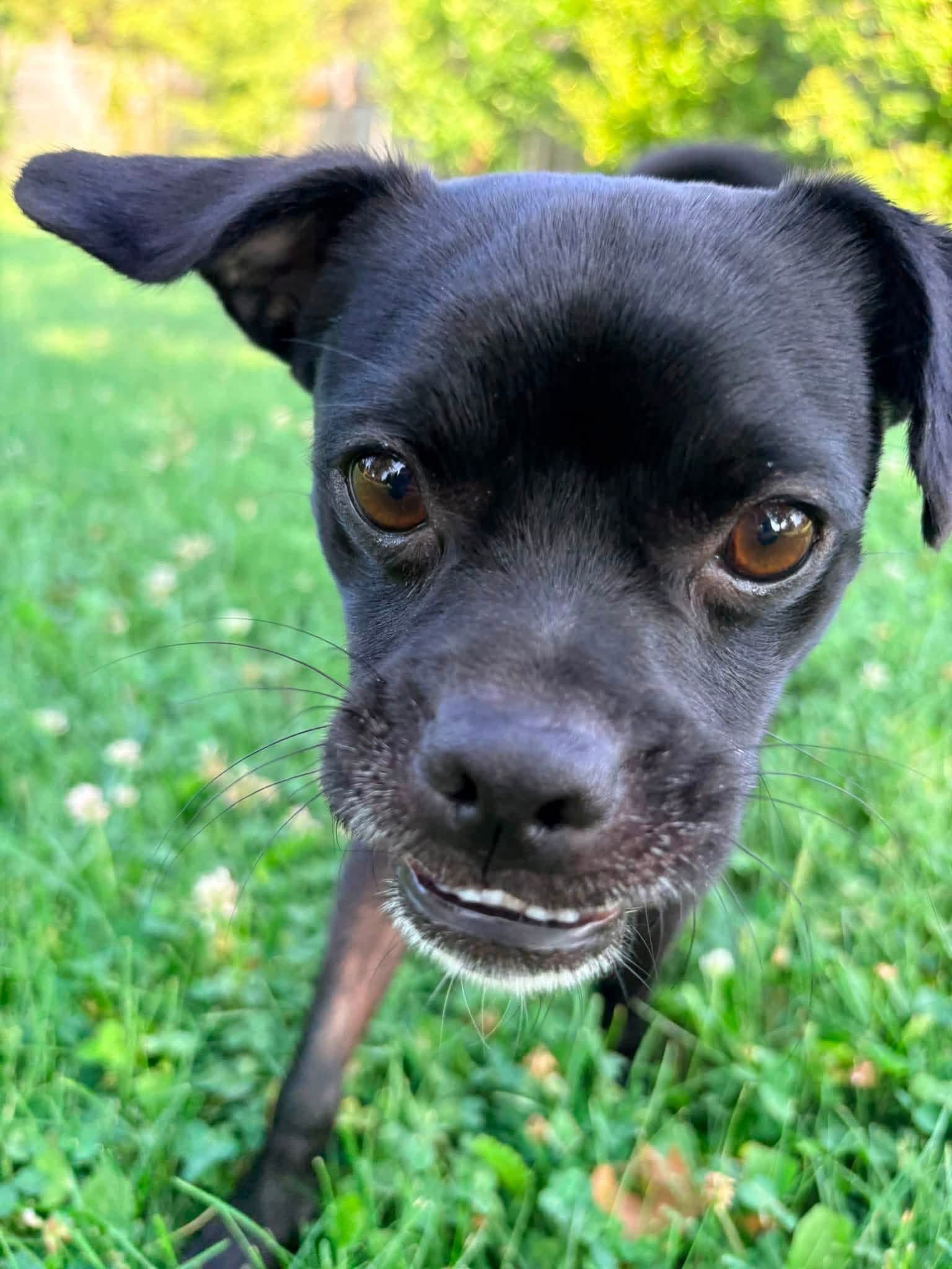 Leon - Pug