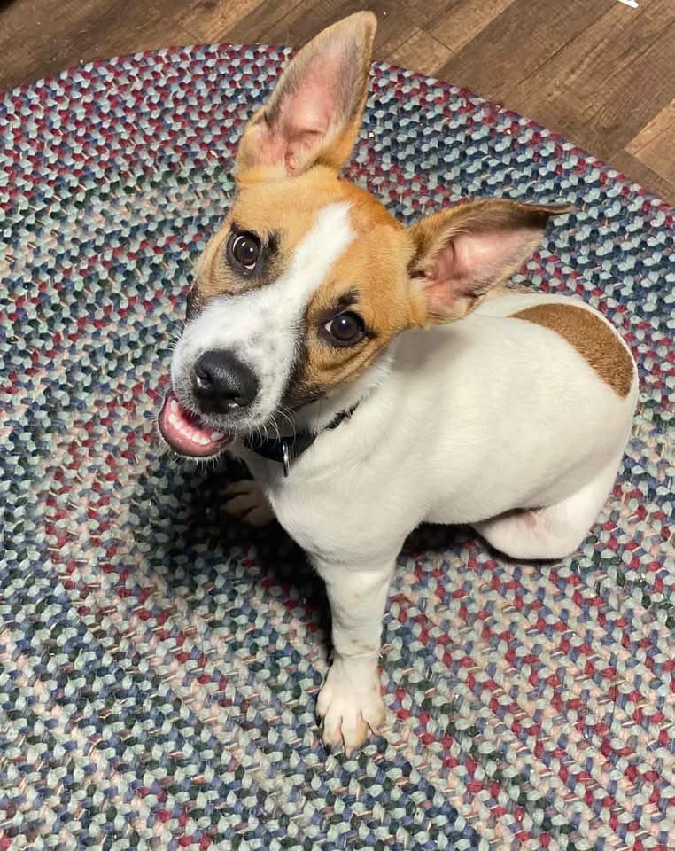 Crystal - Terrier