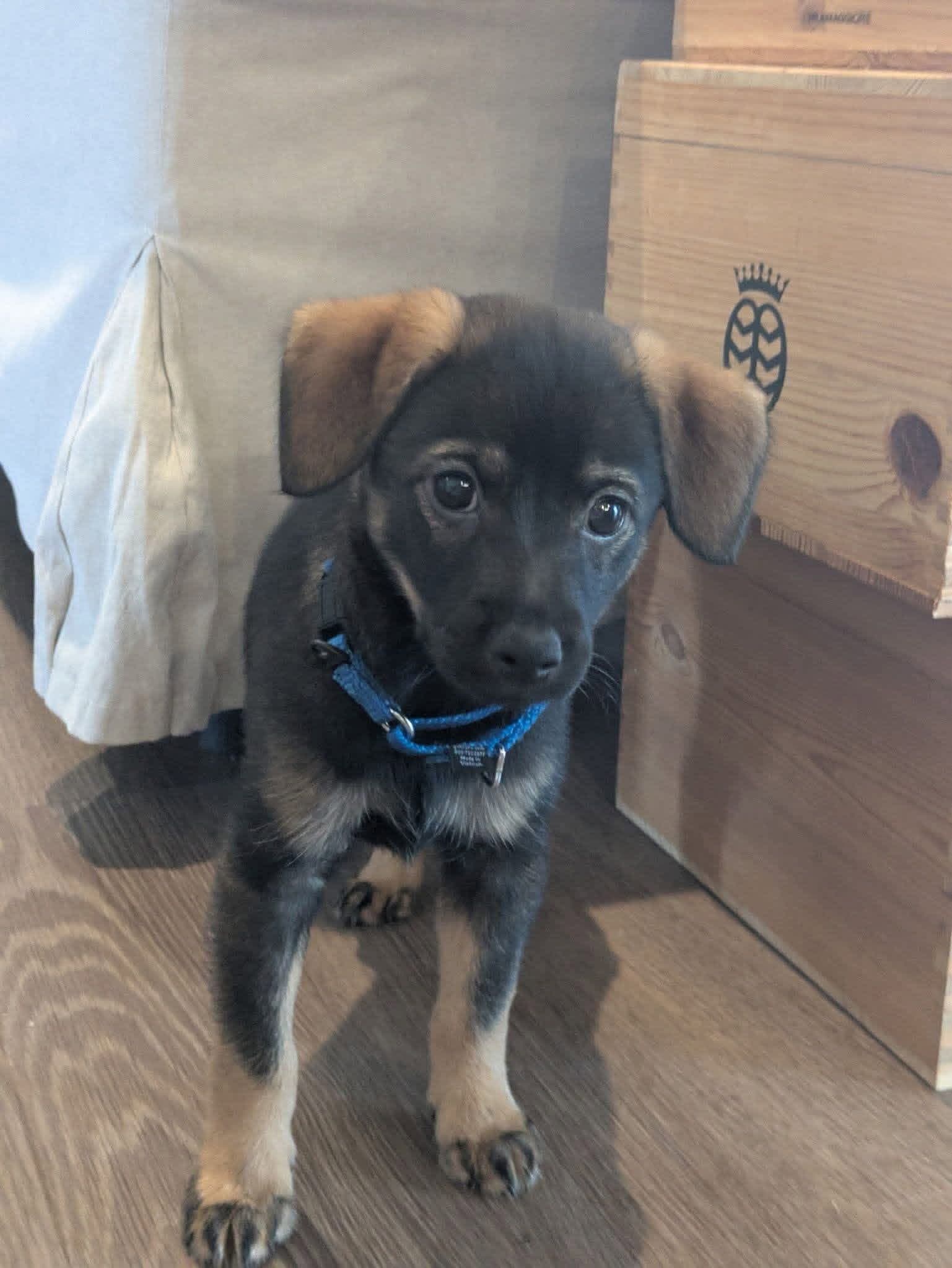 Bruiser - Miniature Pinscher