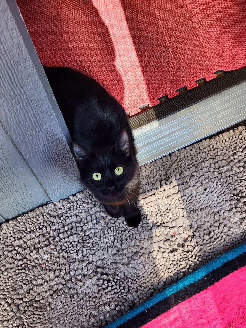 Shadow - Domestic Medium Hair