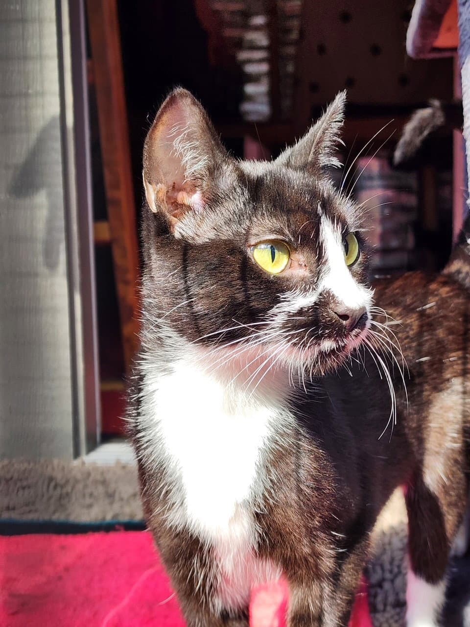 Katie - Domestic Short Hair
