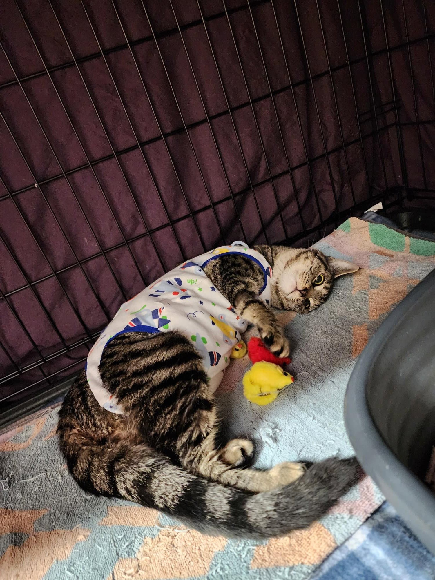 Peaches - Domestic Short Hair