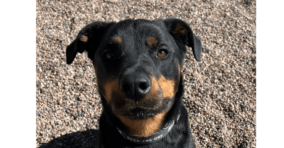 Dolce - Rottweiler