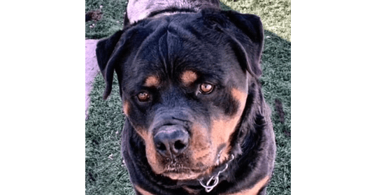 Gazan - Rottweiler