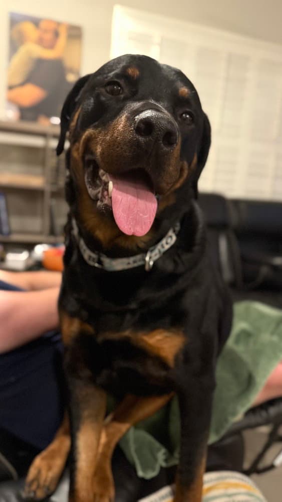 Wilcox - Rottweiler
