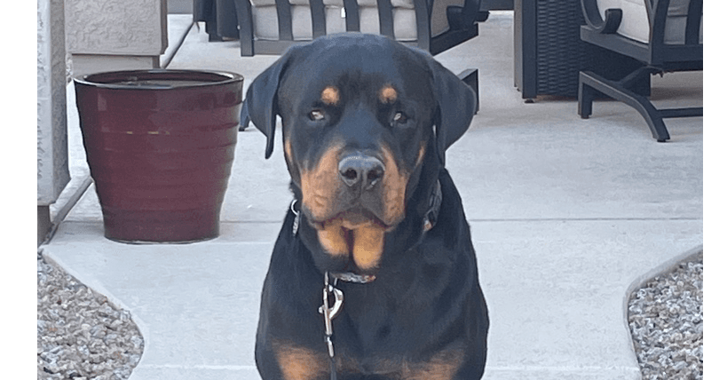 Flex - Rottweiler
