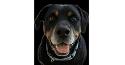 Maxwell image 1