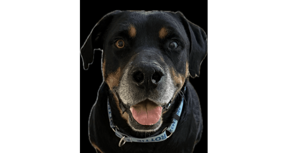 Maxwell - Rottweiler
