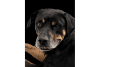 Maxwell image 3