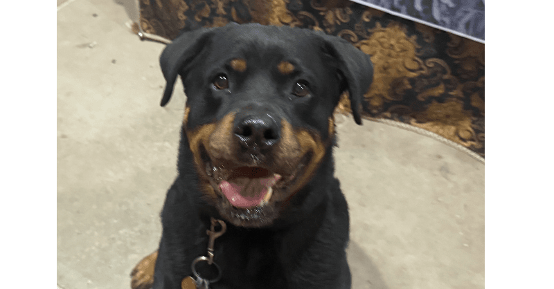 Luke - Rottweiler