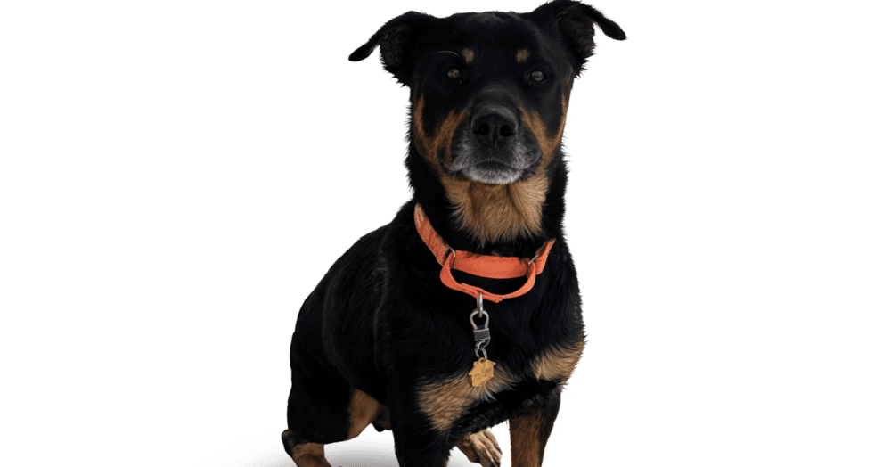 Cupcake - Rottweiler