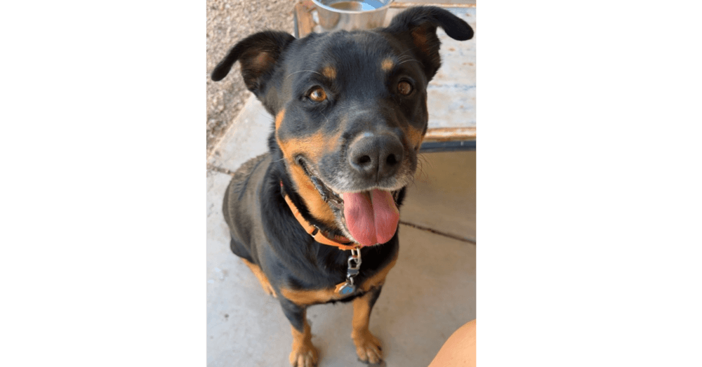 Cupcake - Rottweiler