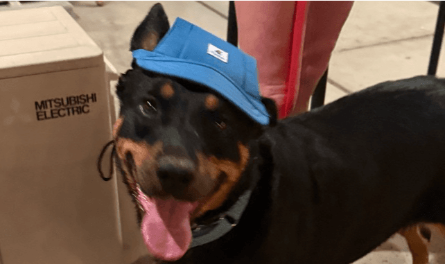 Obi - Rottweiler