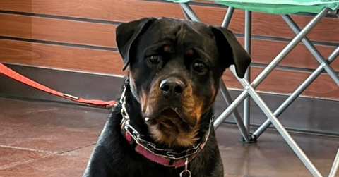 Mystic - Rottweiler