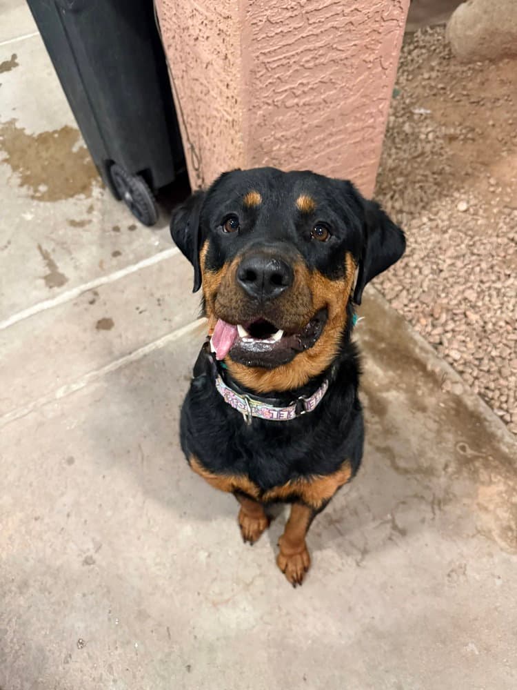 Sasha - Rottweiler