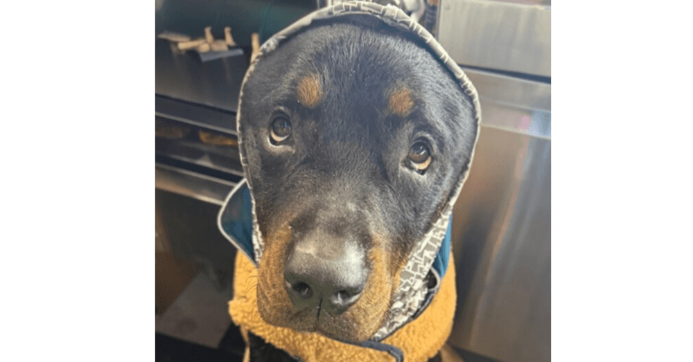 Jackson - Rottweiler