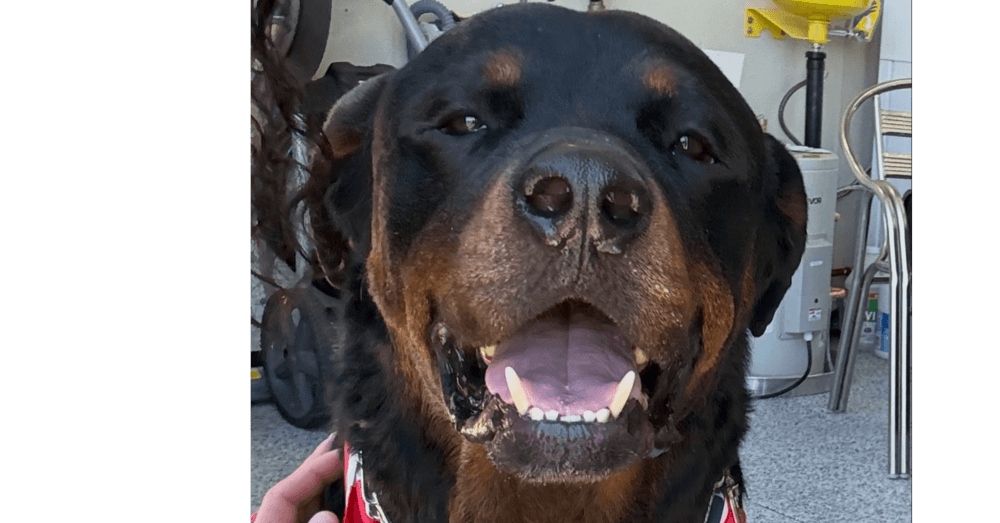 Jackson - Rottweiler