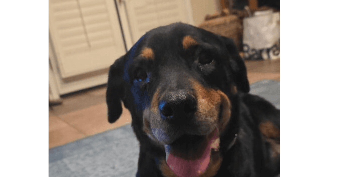 Lillie - Rottweiler
