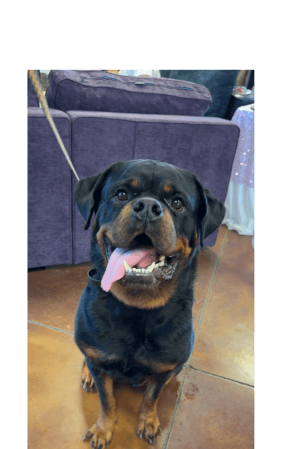 Niko - Rottweiler