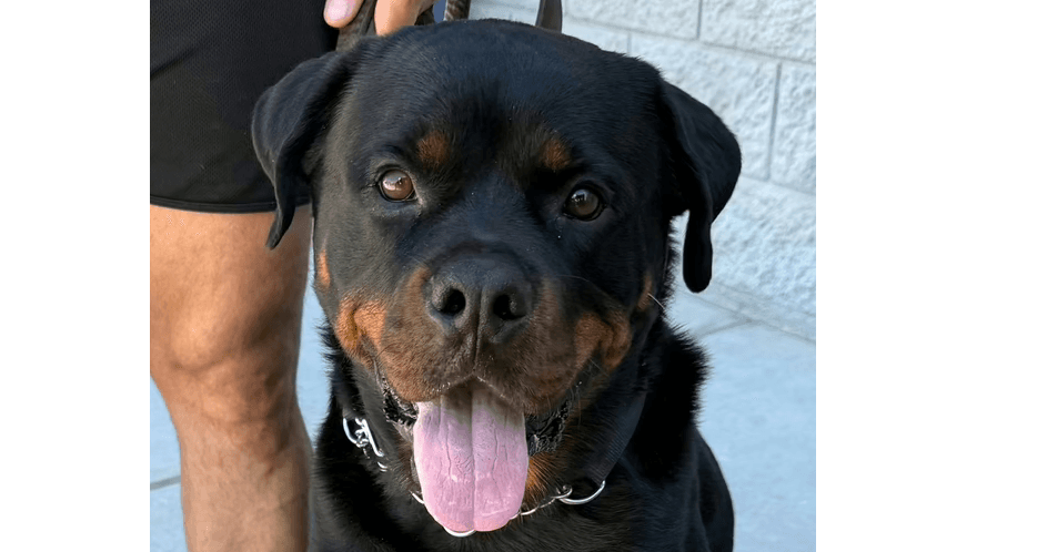 Bam - Rottweiler