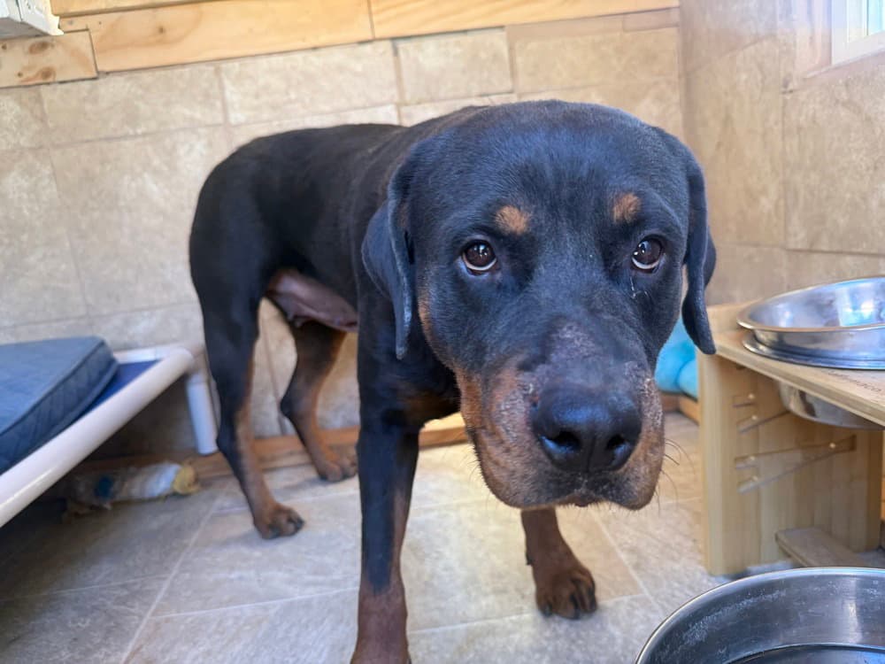 Coco - Rottweiler