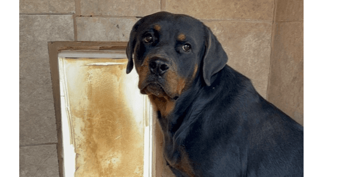 Coco - Rottweiler