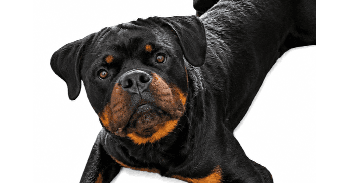 Jojo - Rottweiler