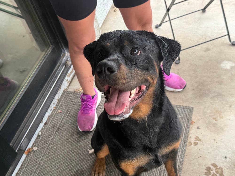 Kaiser - Rottweiler