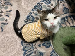 Princess Fiv image 2