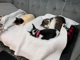 Princess Fiv image 4
