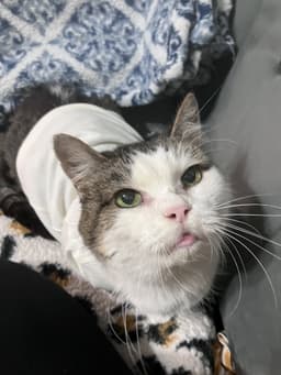 Princess Fiv image 1