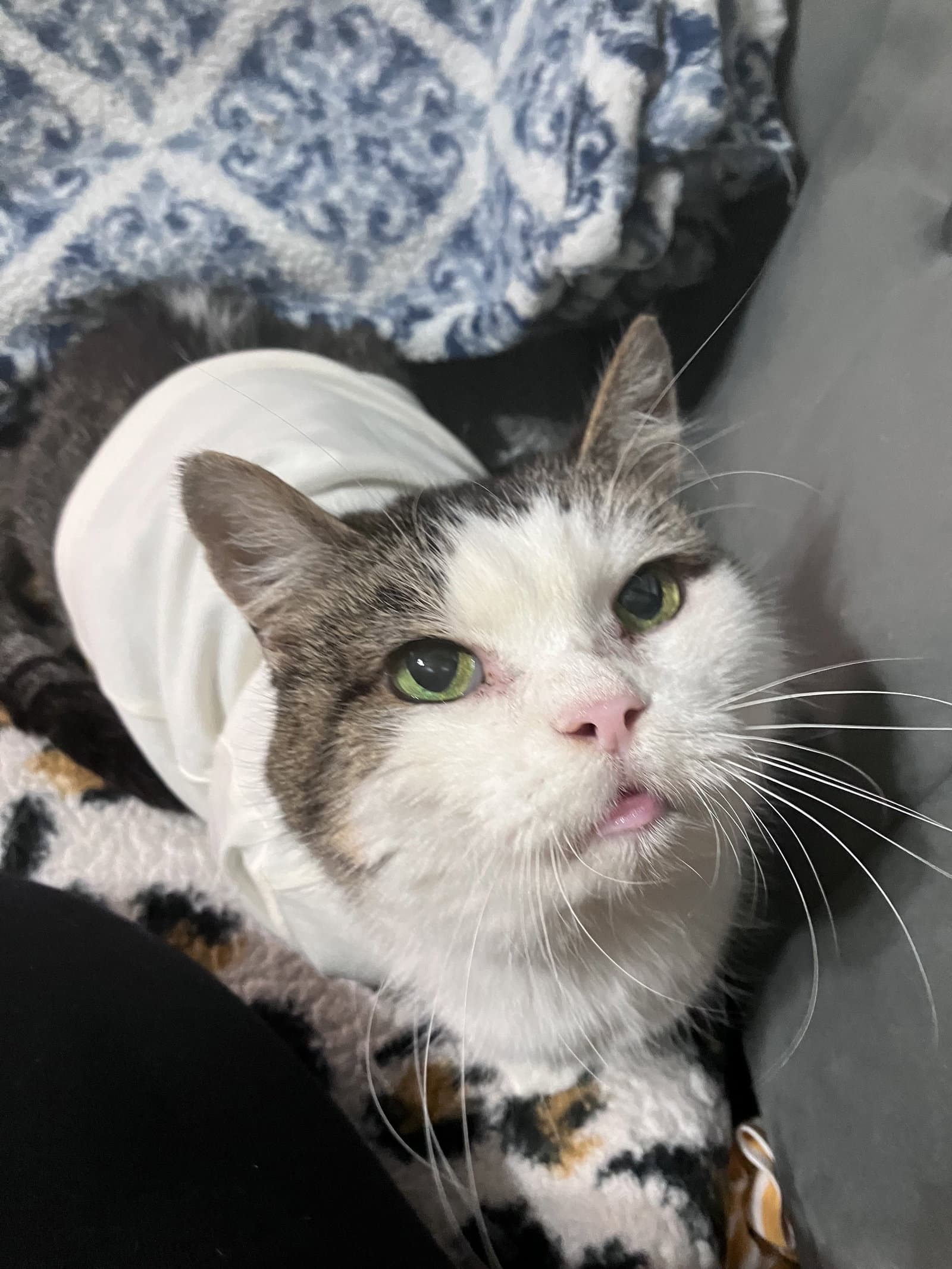 Princess Fiv - Domestic Short Hair