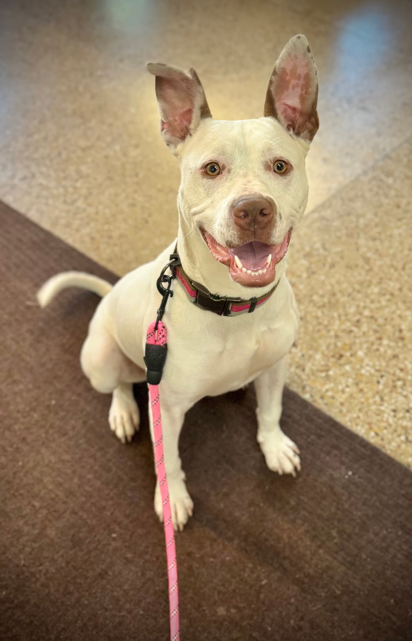 Zelle - American Pit Bull Terrier