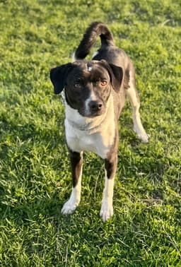 Lucy image 1