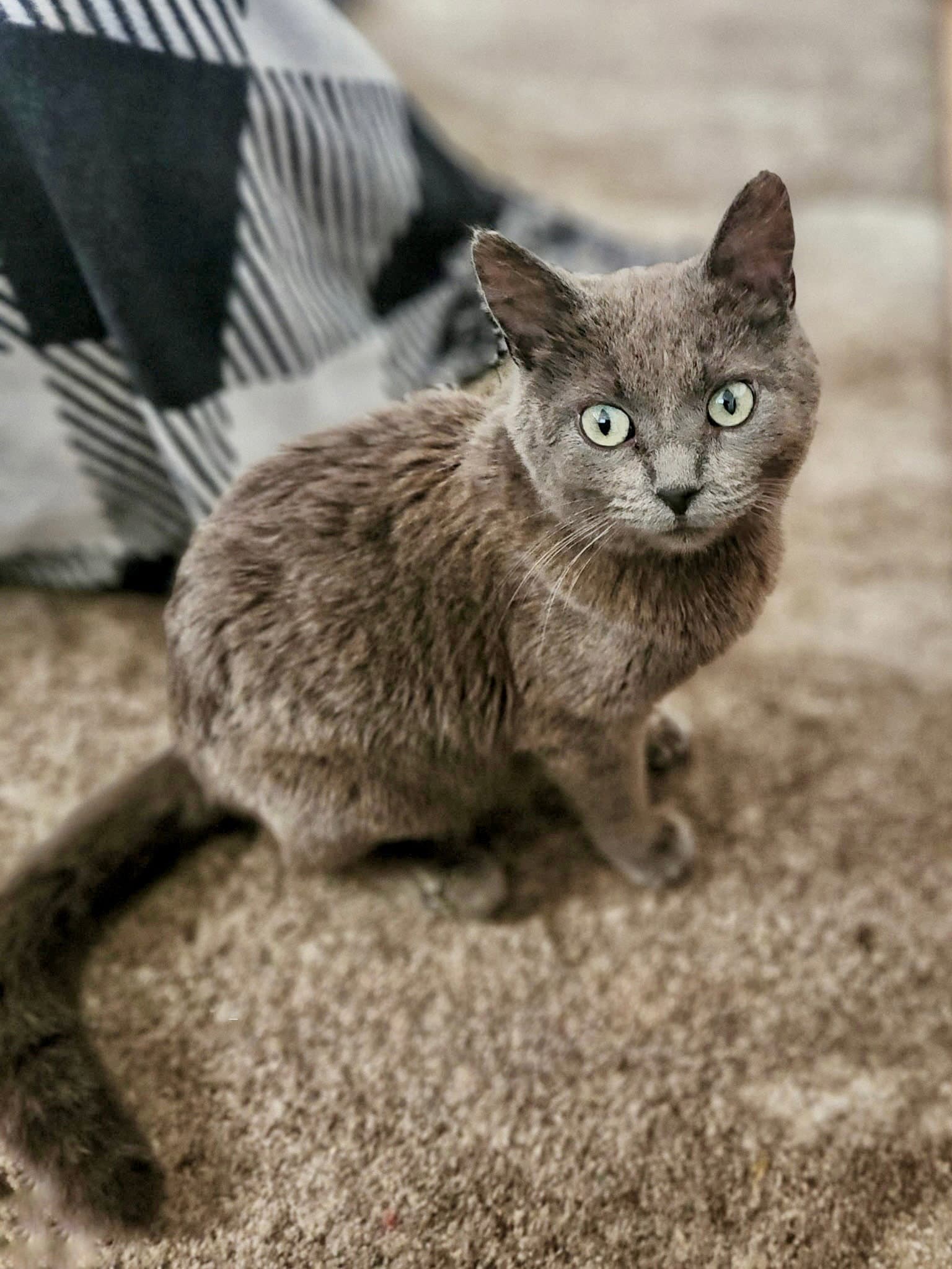 Platy Available Est - Domestic Short Hair
