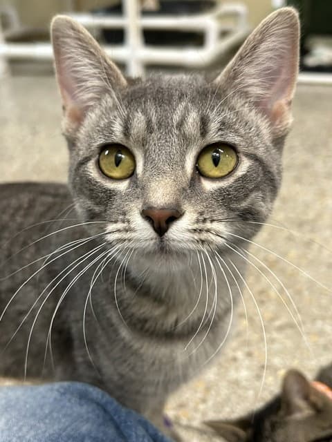 Winona Available Est - Domestic Short Hair
