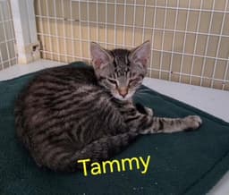 Tammy Available Est image 1