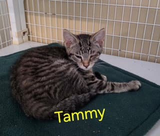 Tammy Available Est - Domestic Short Hair