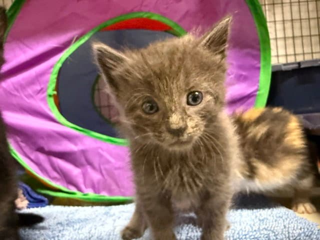 Google Available Est - Domestic Short Hair