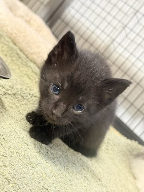 Explorer Available Est - Domestic Short Hair